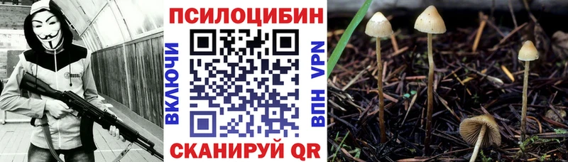 Галлюциногенные грибы Psilocybe  кракен зеркало  Зерноград 